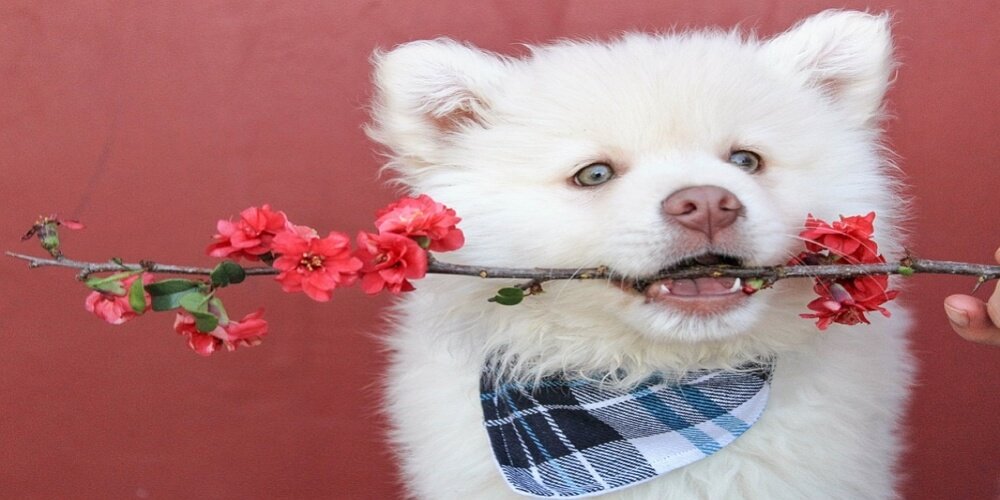 Important Things to Know About Dog Bandanas
