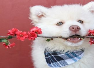 Important Things to Know About Dog Bandanas